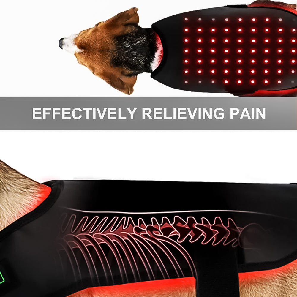 BioRay – Ultimate Cold Laser Therapy for Pets